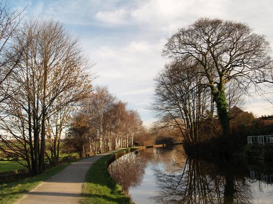 Silver Birches along the towpath
